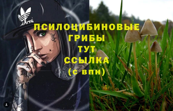 прущие грибы Вяземский