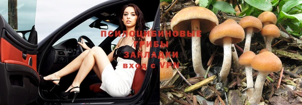 прущие грибы Вяземский